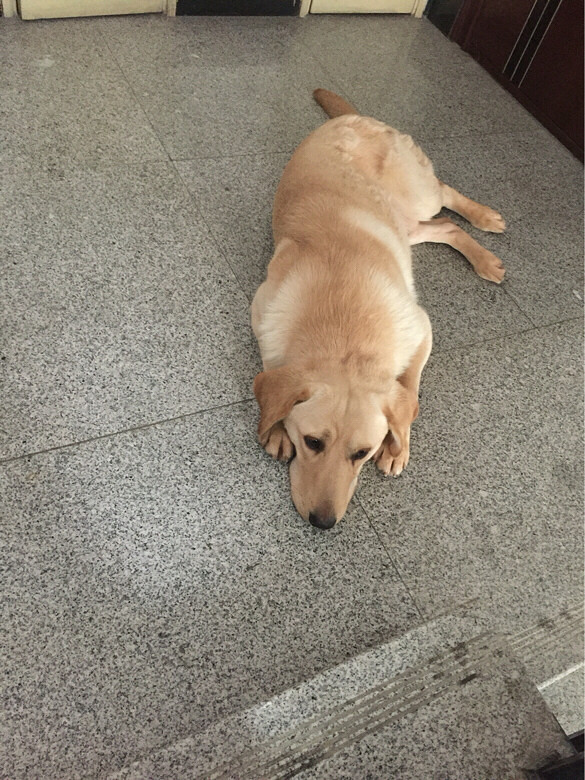 杭州余杭区 五常大道 走丢黄色拉布拉多一只