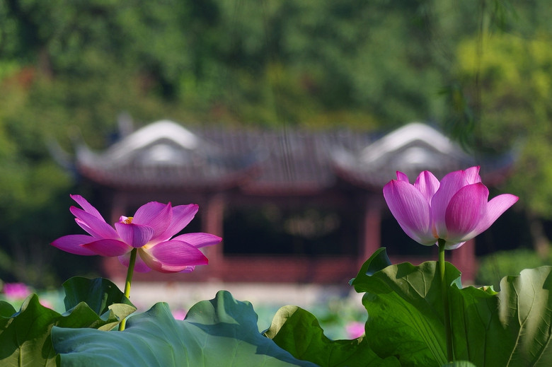 西泠橋邊拍荷花