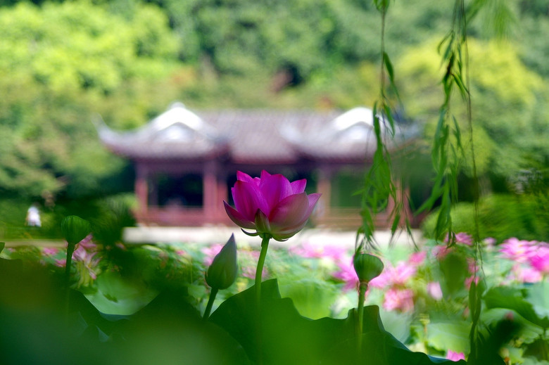 西泠橋邊拍荷花