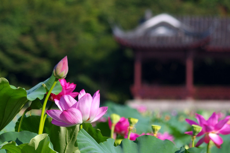 西泠橋邊拍荷花