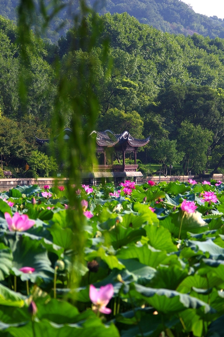 西泠橋邊拍荷花