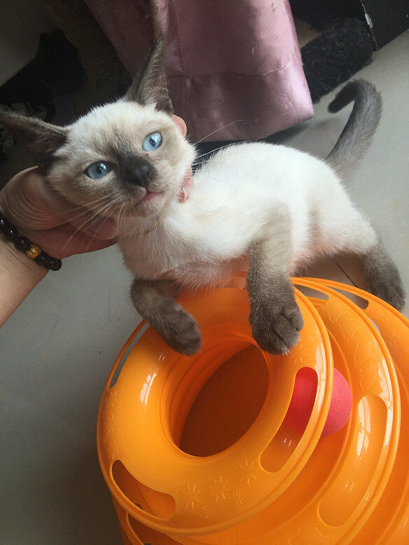 求只暹罗猫或美短,要家养的.串串也行,会给串妈妈营养费