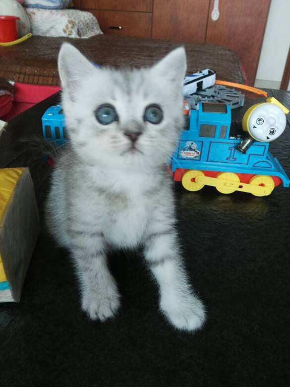 换点猫粮钱 英短银渐层 棕虎 银点 喜欢私聊