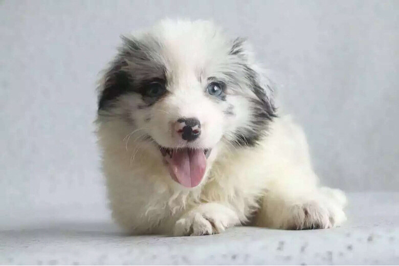 边境牧羊犬