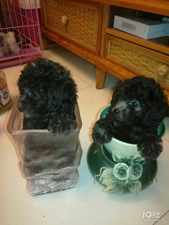 微小灰貴