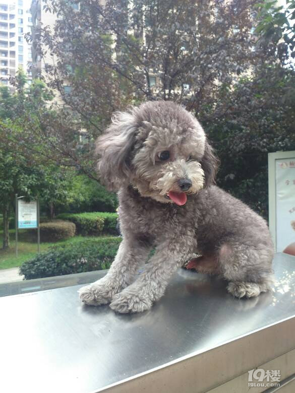 鄰居家一歲小體灰泰迪