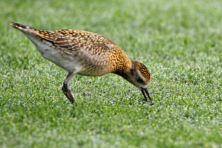 (yng)(ji)axСI(xin)o