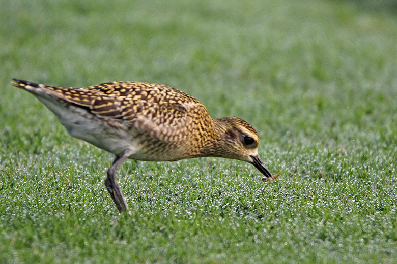 (yng)(ji)axСI(xin)o