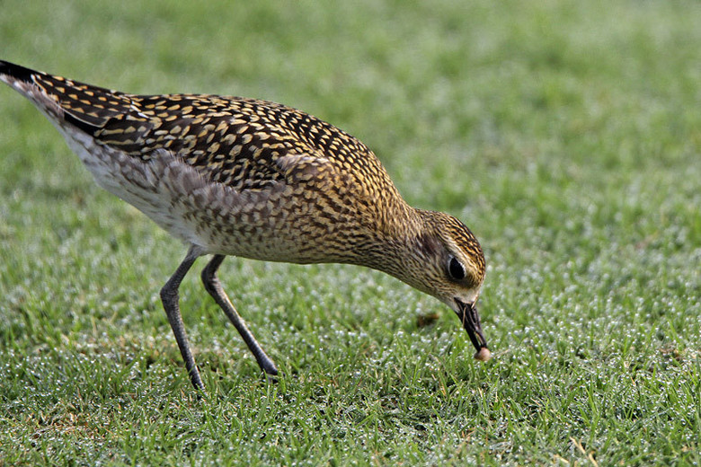 (yng)(ji)axСI(xin)o