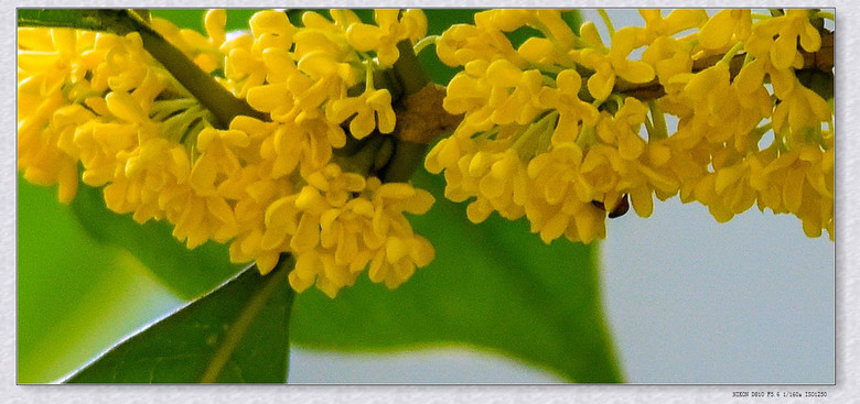 【愛在深秋】桂花飄香拍攝真難