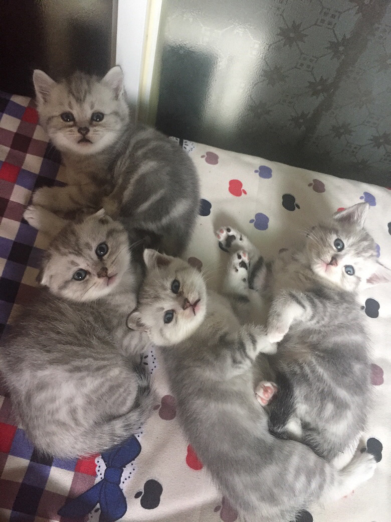 家养美短虎斑渐层宝宝