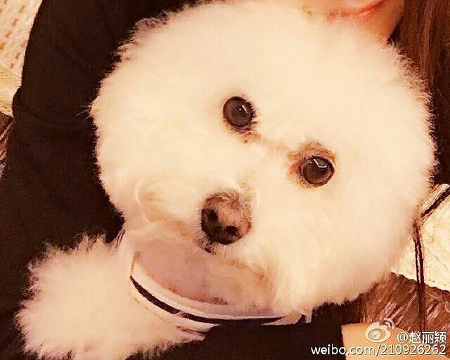 同样是狗,赵丽颖家的狗哭了就这么多人关心,比