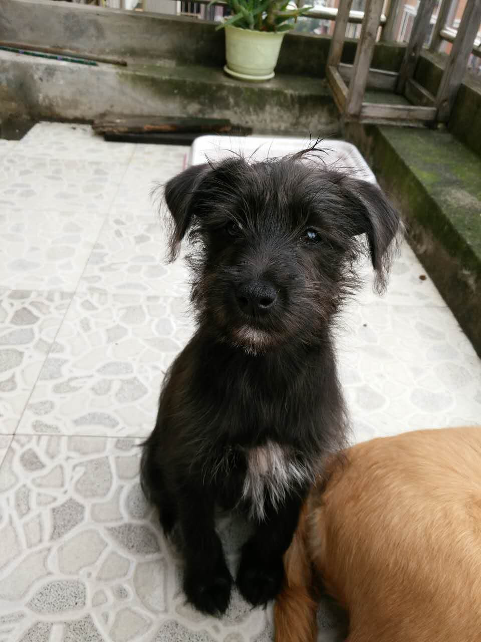 11月15日爱心领养:秋田犬,泰迪,雪纳瑞串,玳瑁,长毛白猫