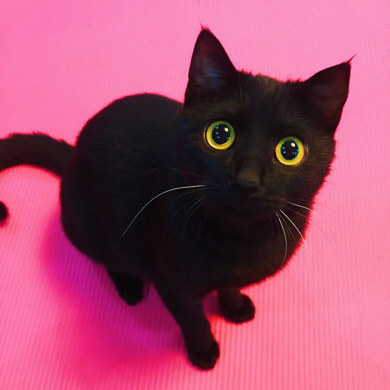 孟买猫串儿品相佳非常萌找蓝朋友8个月大