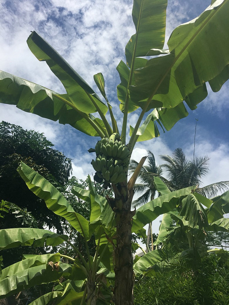 香蕉树，第一次见。