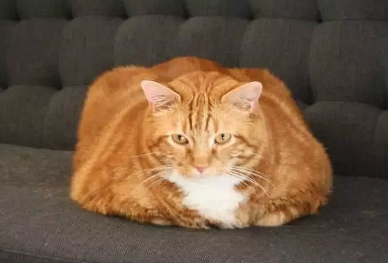 为什么大家都说:十只橘猫九只胖,还有一只特别
