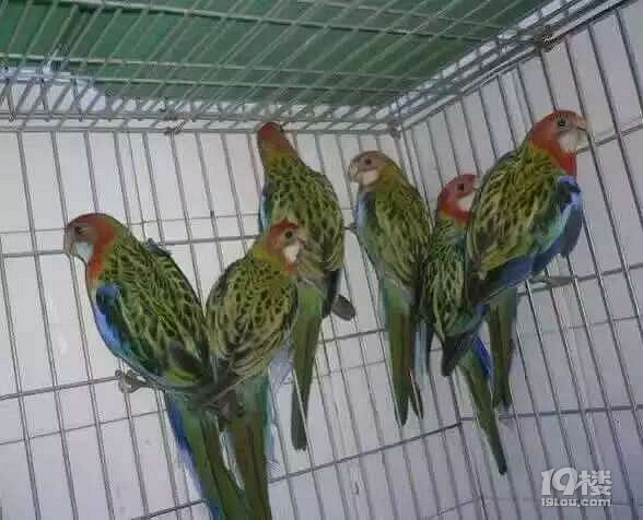 看看我養(yǎng)的這些萌寵你都認識哪些