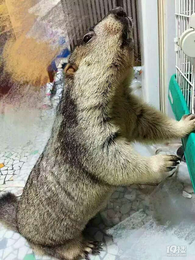 看看我養(yǎng)的這些萌寵你都認識哪些