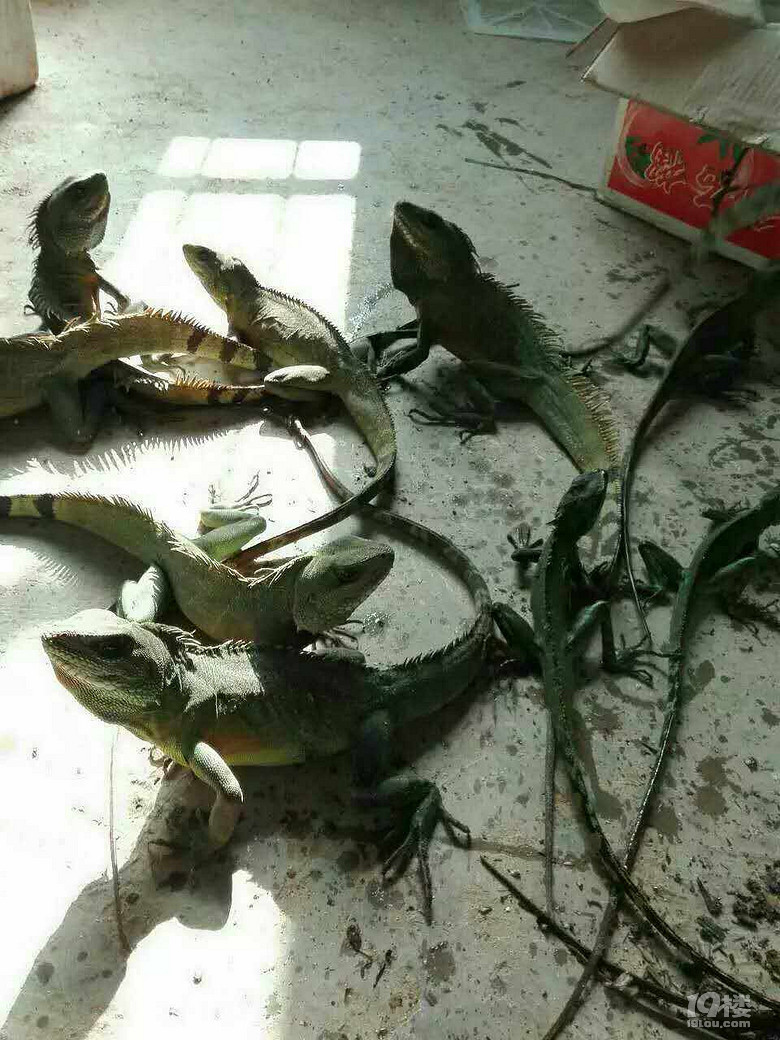 看看我養(yǎng)的這些萌寵你都認識哪些