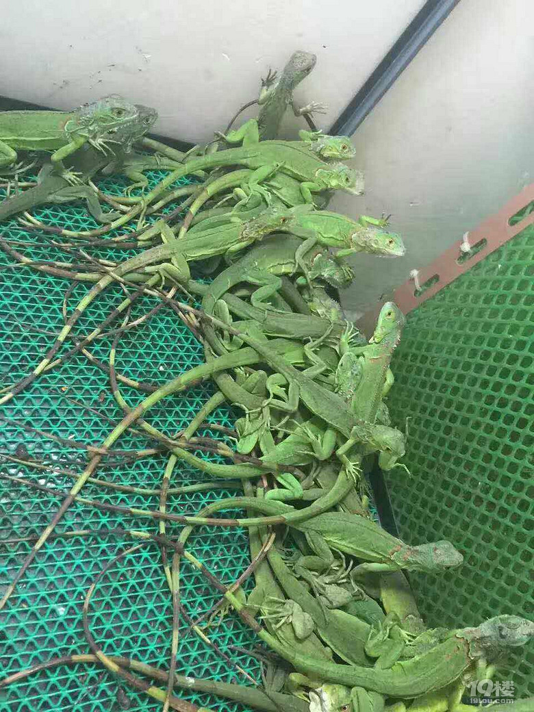 看看我養(yǎng)的這些萌寵你都認識哪些