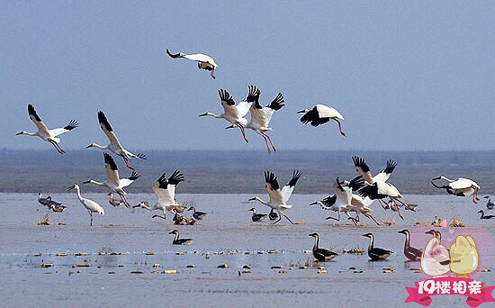 我们去大草原的湖边,等候鸟飞回来,等我们