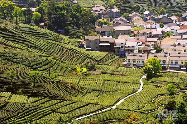 杭州梅家坞有什么主要景点?梅家坞茶叶哪家好
