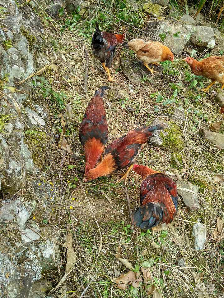 开启一个属于自己的“鸡”情岁月