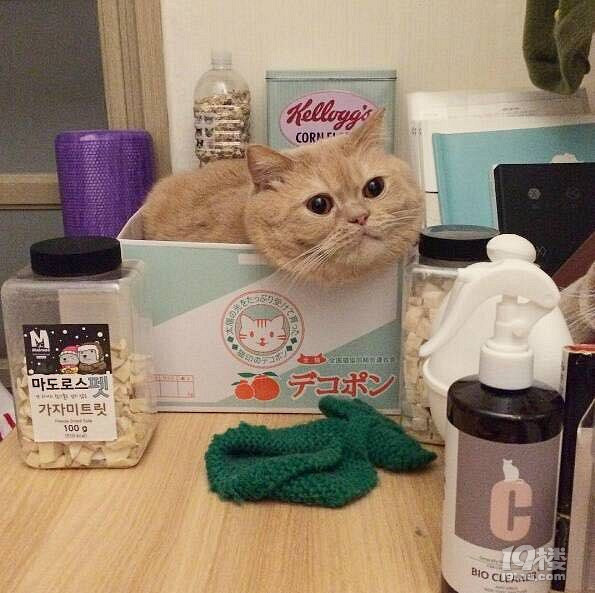 朕都說了朕只是虛胖