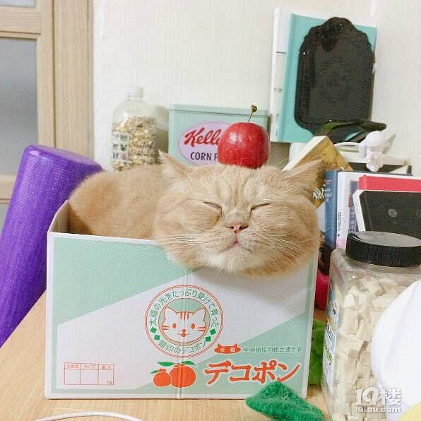 朕都說了朕只是虛胖