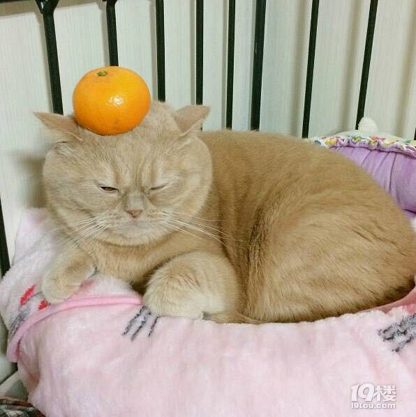 朕都說了朕只是虛胖