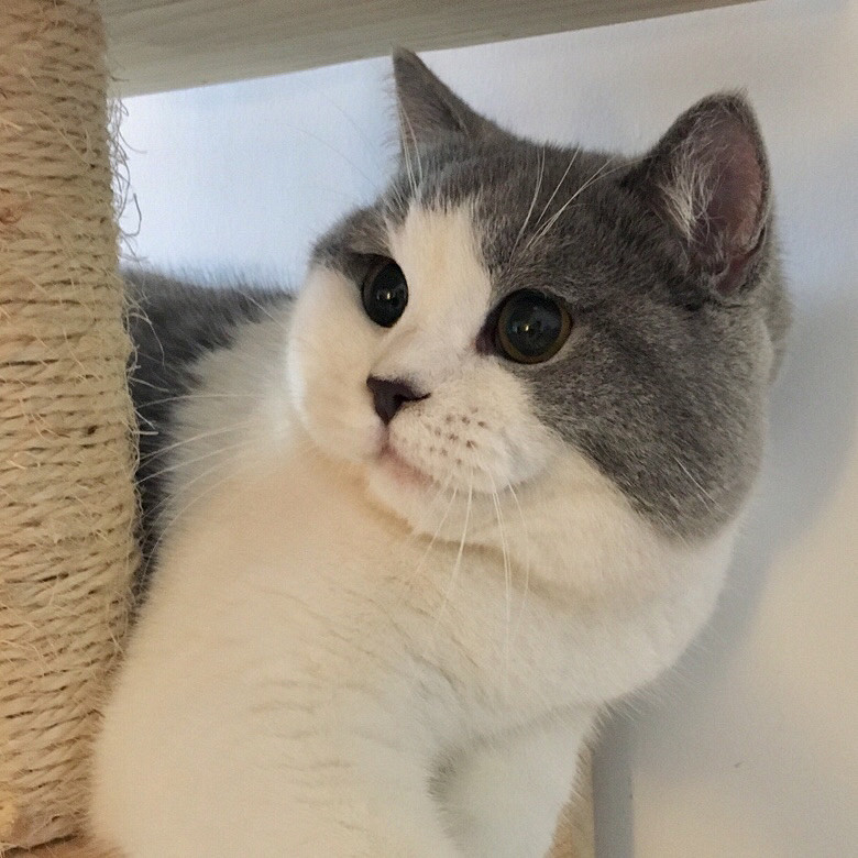 #正规猫舍区# #英短#胖嘟嘟肉乎乎英短