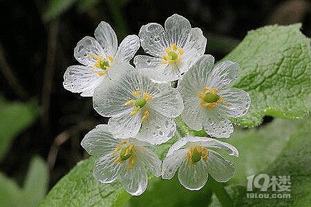 在日本本州岛北部有一种山荷叶花,每当淋雨