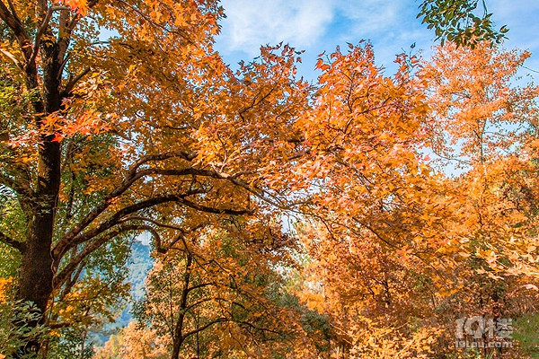 南黄古道攻略,枫染霜雪一叶落知秋
