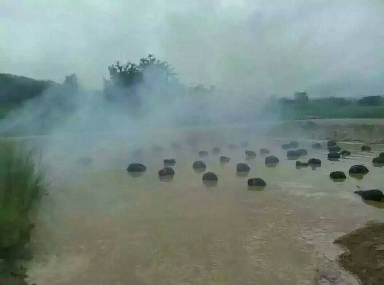 想找一份司机兼保镖工作