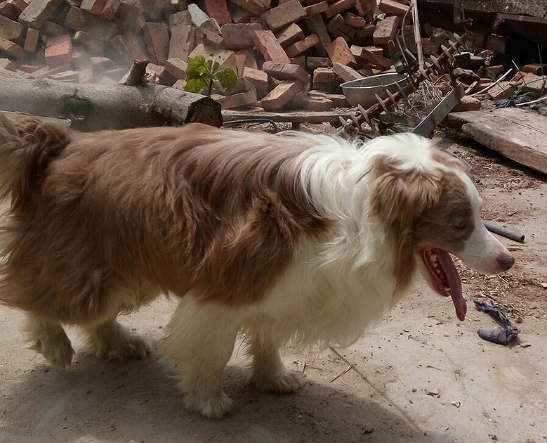 咖啡色边牧幼犬出售,种公借配