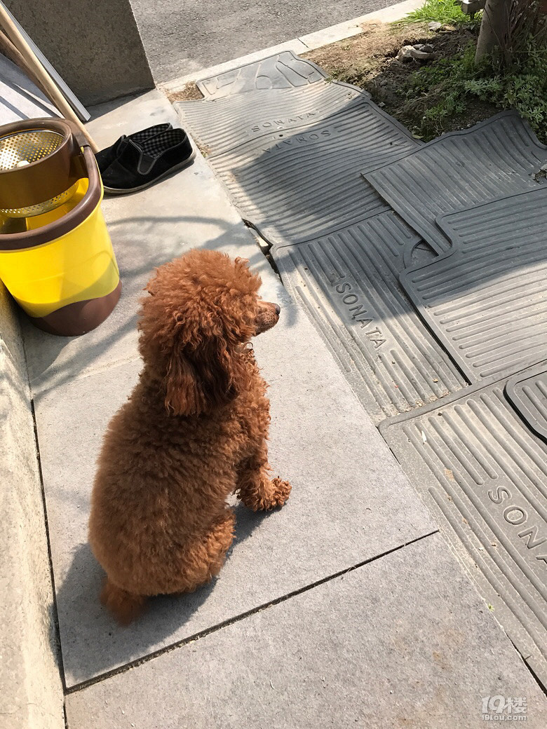 正宗玩具，一歲多母，很乖很乖，家里沒法養(yǎng)了