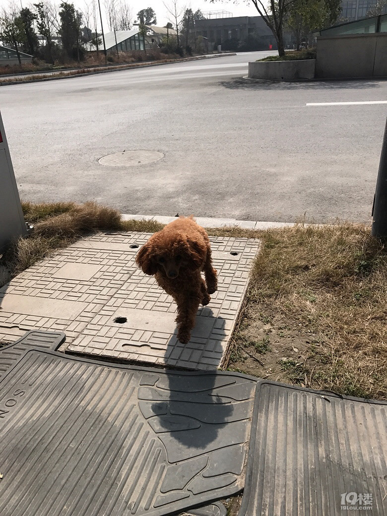 正宗玩具，一歲多母，很乖很乖，家里沒法養(yǎng)了