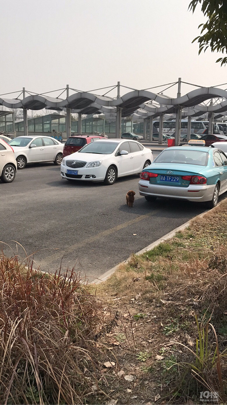 正宗玩具，一歲多母，很乖很乖，家里沒法養(yǎng)了