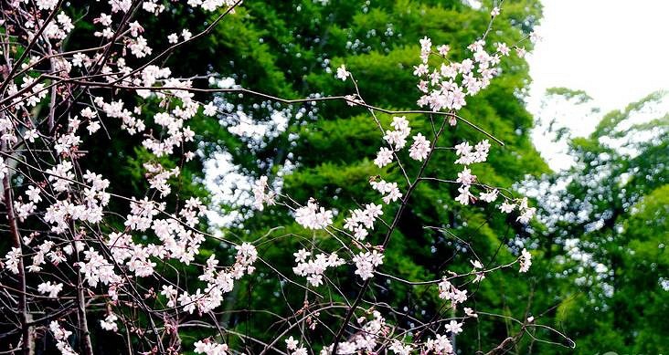說去踏青結(jié)果迷路 誤打誤撞發(fā)現(xiàn)余杭徑山里的一家餐