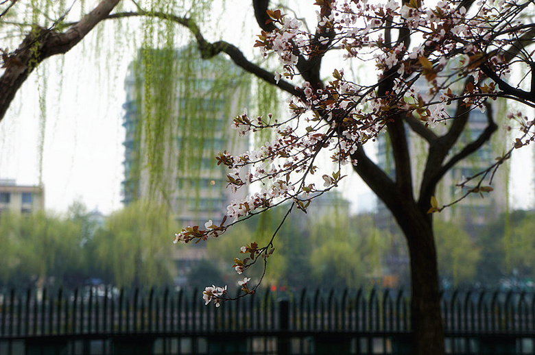 春景