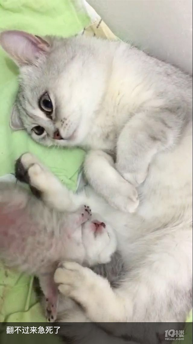 折耳银渐层大脸猫 征婚 找对象-爱宠分享-家有