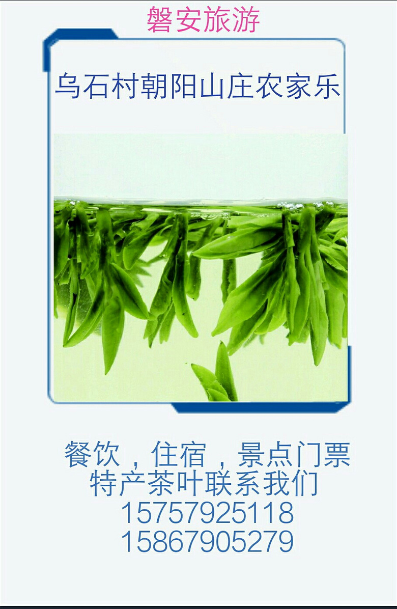 乌石村农家乐里的新茶_随手拍大广场__宁波19楼