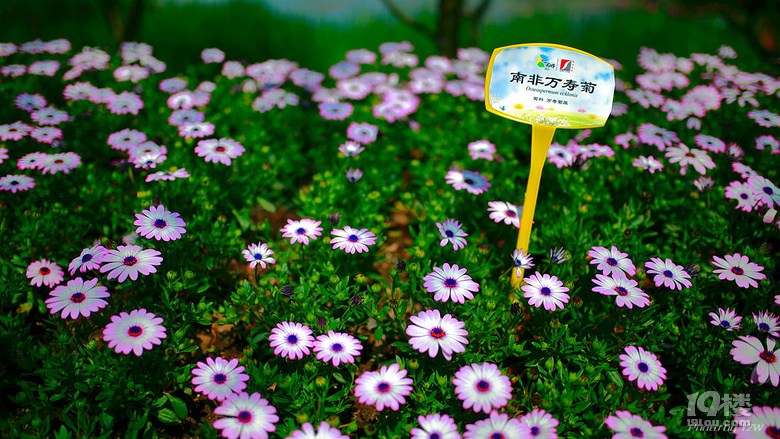 杭州西溪濕地公園2017花朝節(jié)
