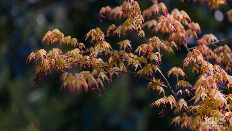 杭州西溪濕地公園2017花朝節(jié)