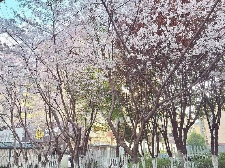 杭州6處小眾賞櫻地、3家可以在花叢中吃飯的餐廳！今天一并送給