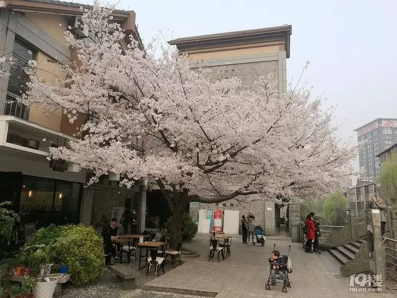 杭州6處小眾賞櫻地、3家可以在花叢中吃飯的餐廳！今天一并送給
