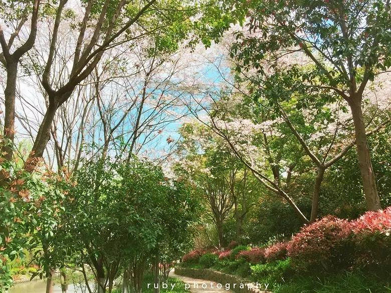 杭州6處小眾賞櫻地、3家可以在花叢中吃飯的餐廳！今天一并送給