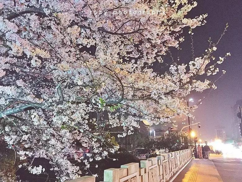 杭州6處小眾賞櫻地、3家可以在花叢中吃飯的餐廳！今天一并送給