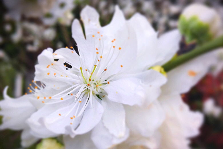 桃花乱落如红雨_(手机微拍)