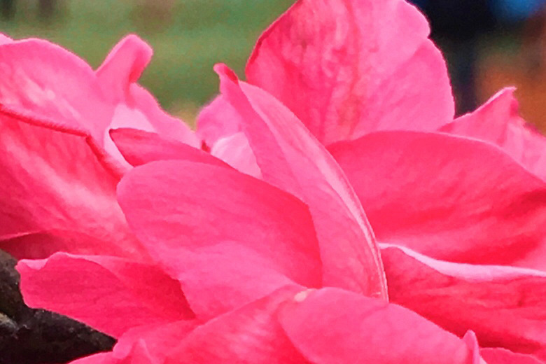 桃花乱落如红雨_(手机微拍)